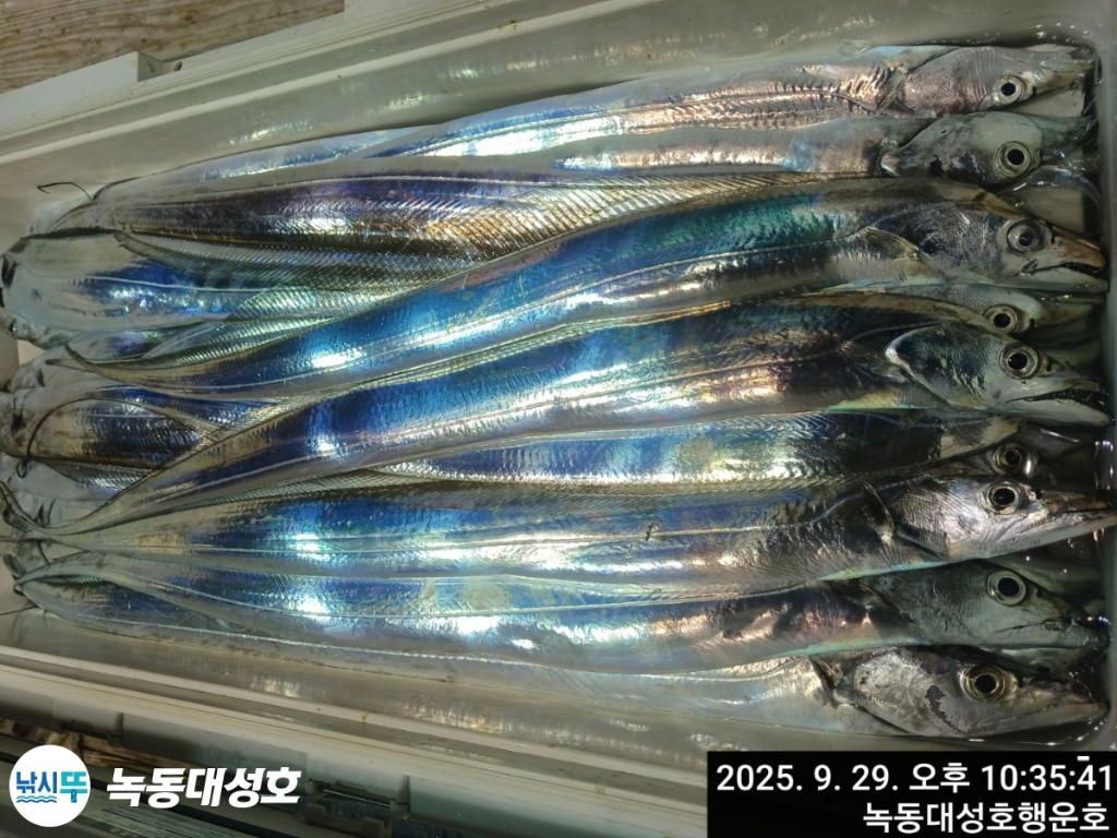 낚시뚜,갈치,녹동항,녹동대성호,낚시뚜27