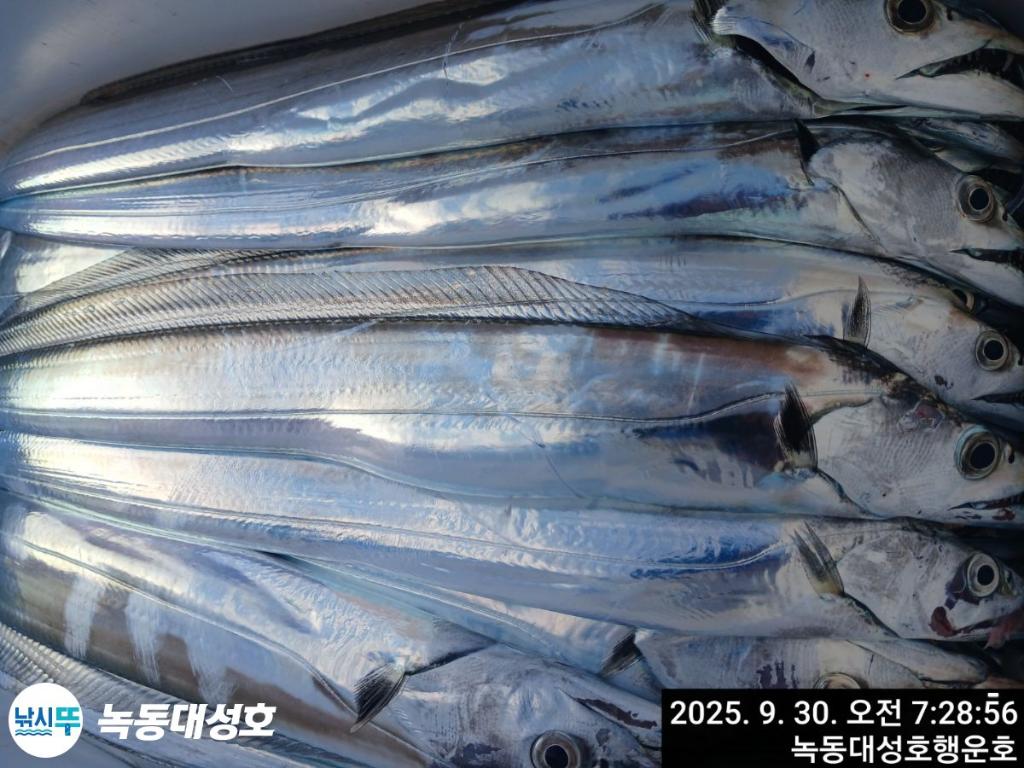 낚시뚜,갈치,녹동항,녹동대성호,낚시뚜26