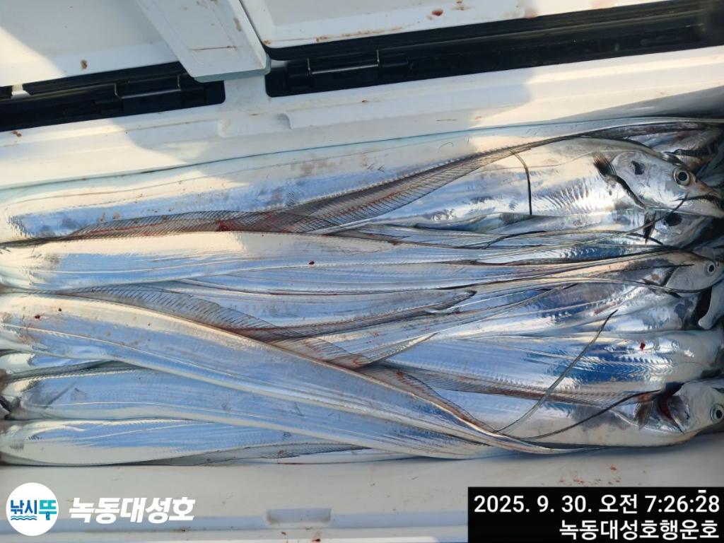 낚시뚜,갈치,녹동항,녹동대성호,낚시뚜25
