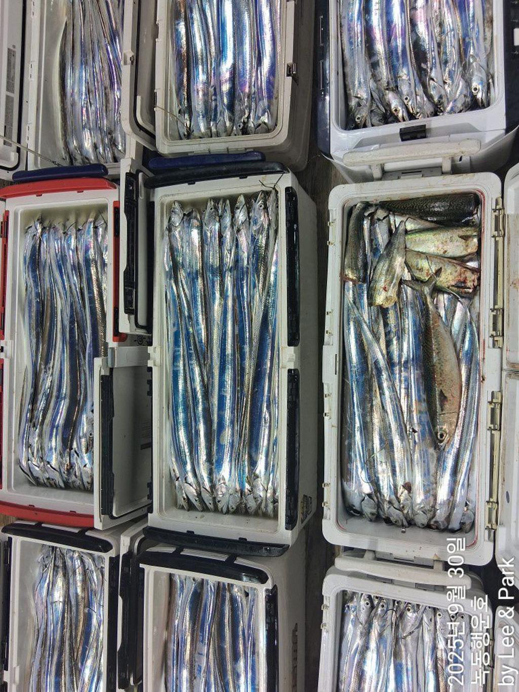 낚시뚜,갈치,녹동항,녹동대성호,낚시뚜4