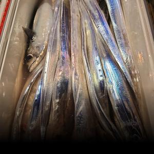 조황, 갈치 텐빈 대치들 출현! 내일 수요일 정상 출항!! 예약가능