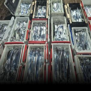 조황, 1호 먼바다왕갈치 외줄 쿨러조황