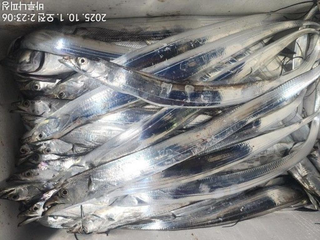 낚시뚜,갈치,속천항(진해),바루나피싱,낚시뚜9