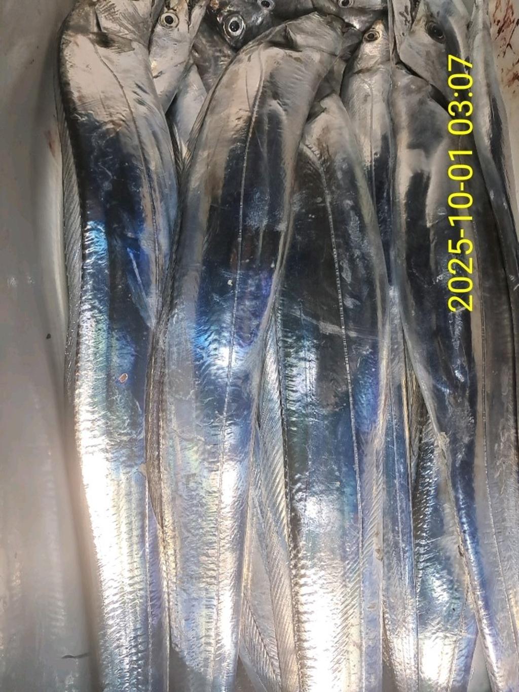 갈치, 삼포대교낚시, 낚시뚜