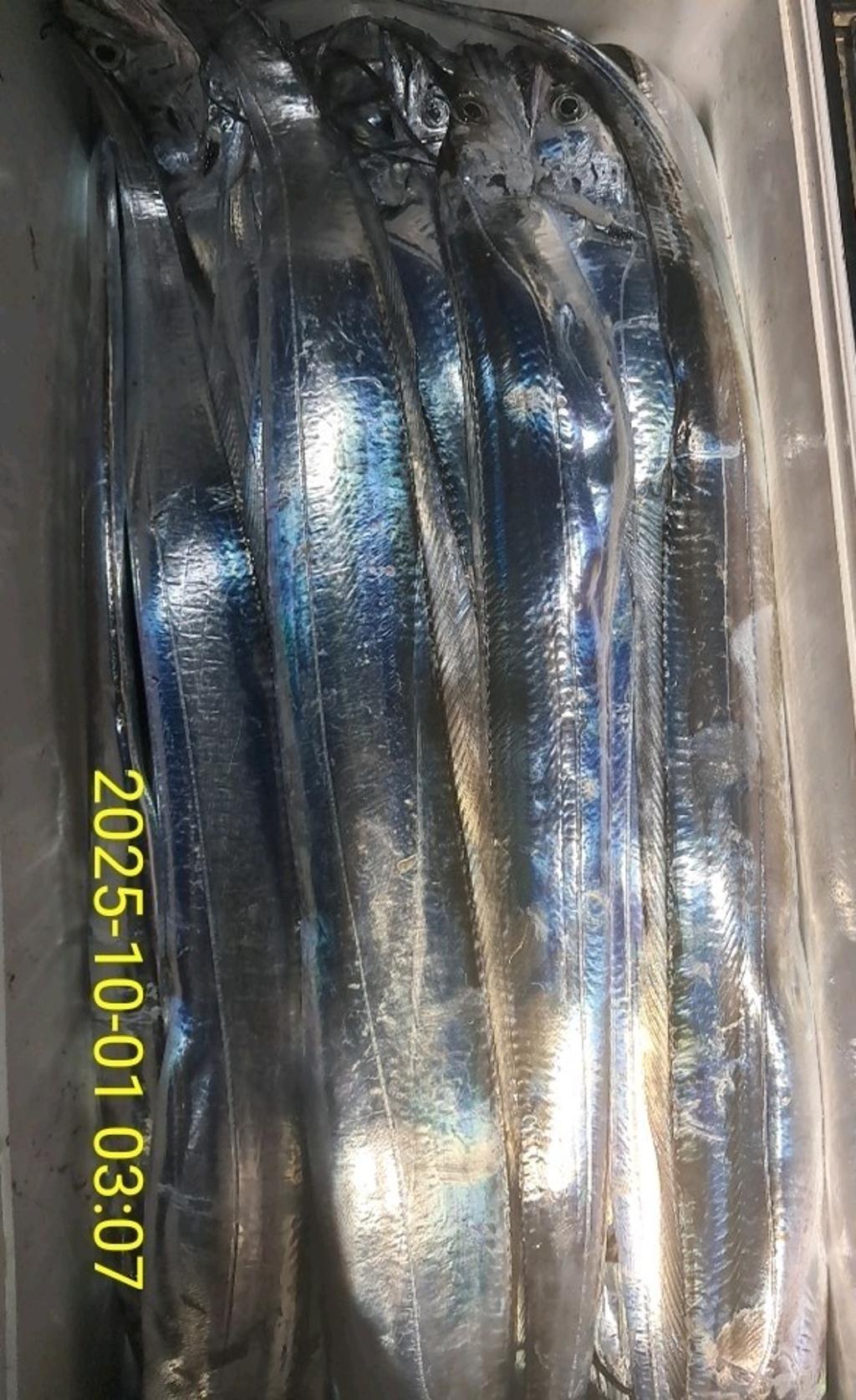갈치, 삼포대교낚시, 낚시뚜