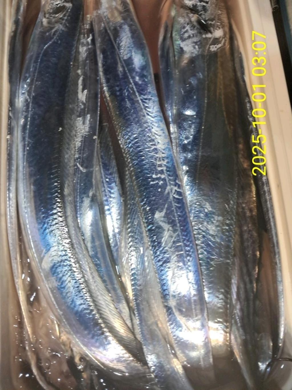 갈치, 삼포대교낚시, 낚시뚜