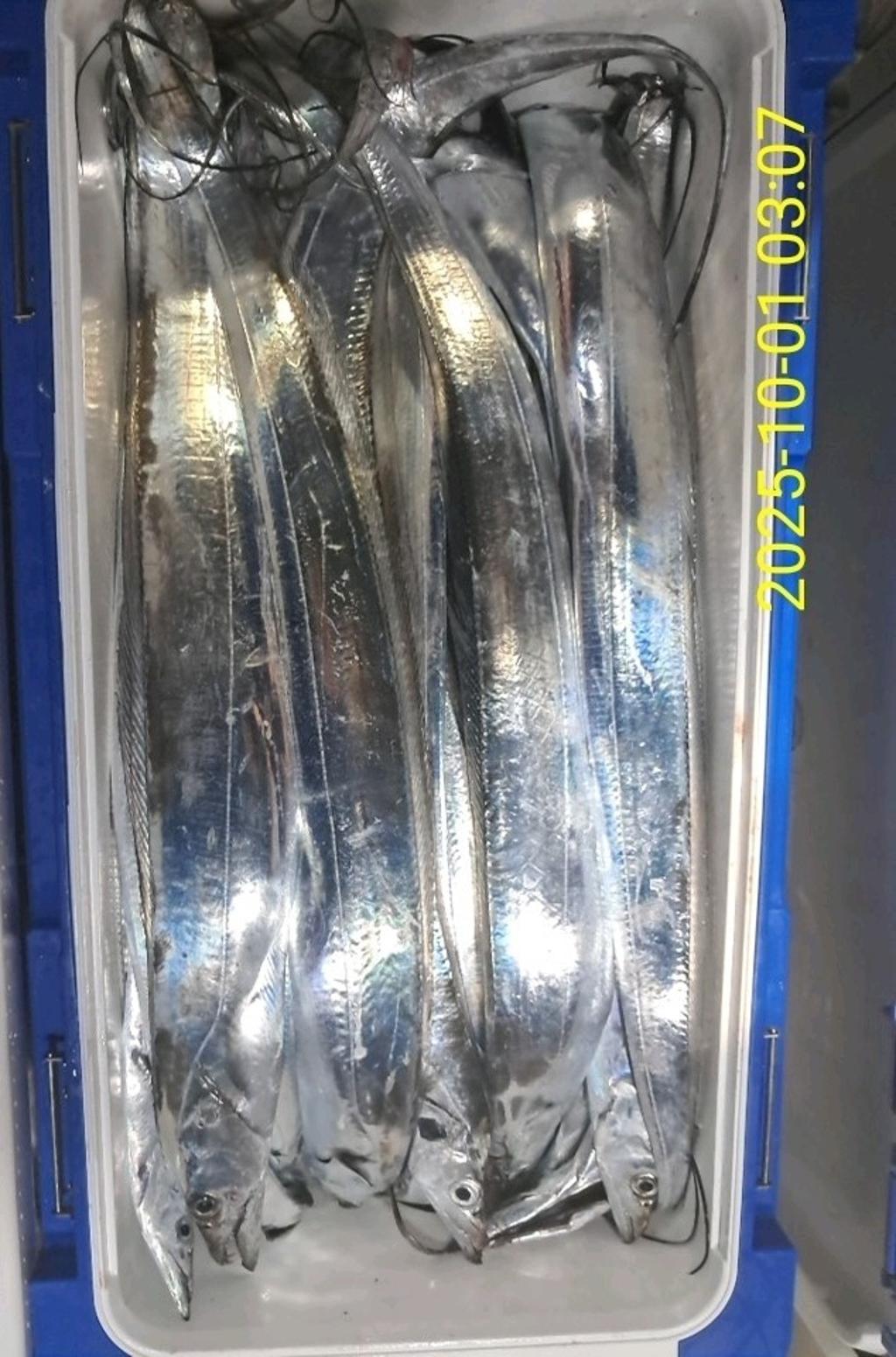 갈치, 삼포대교낚시, 낚시뚜