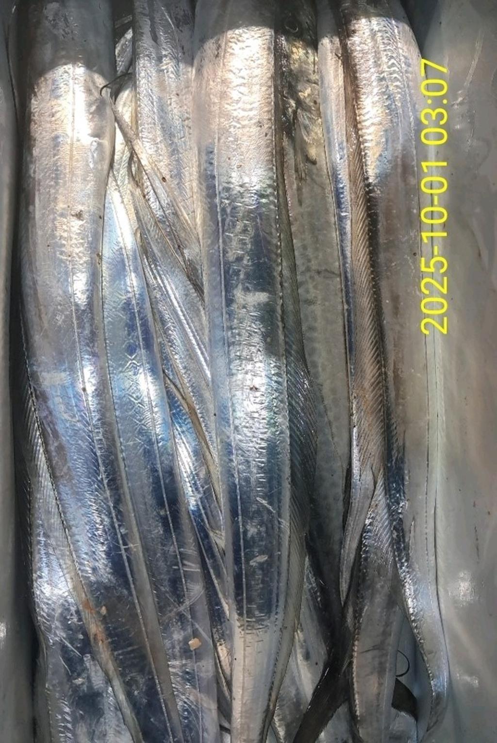 갈치, 삼포대교낚시, 낚시뚜