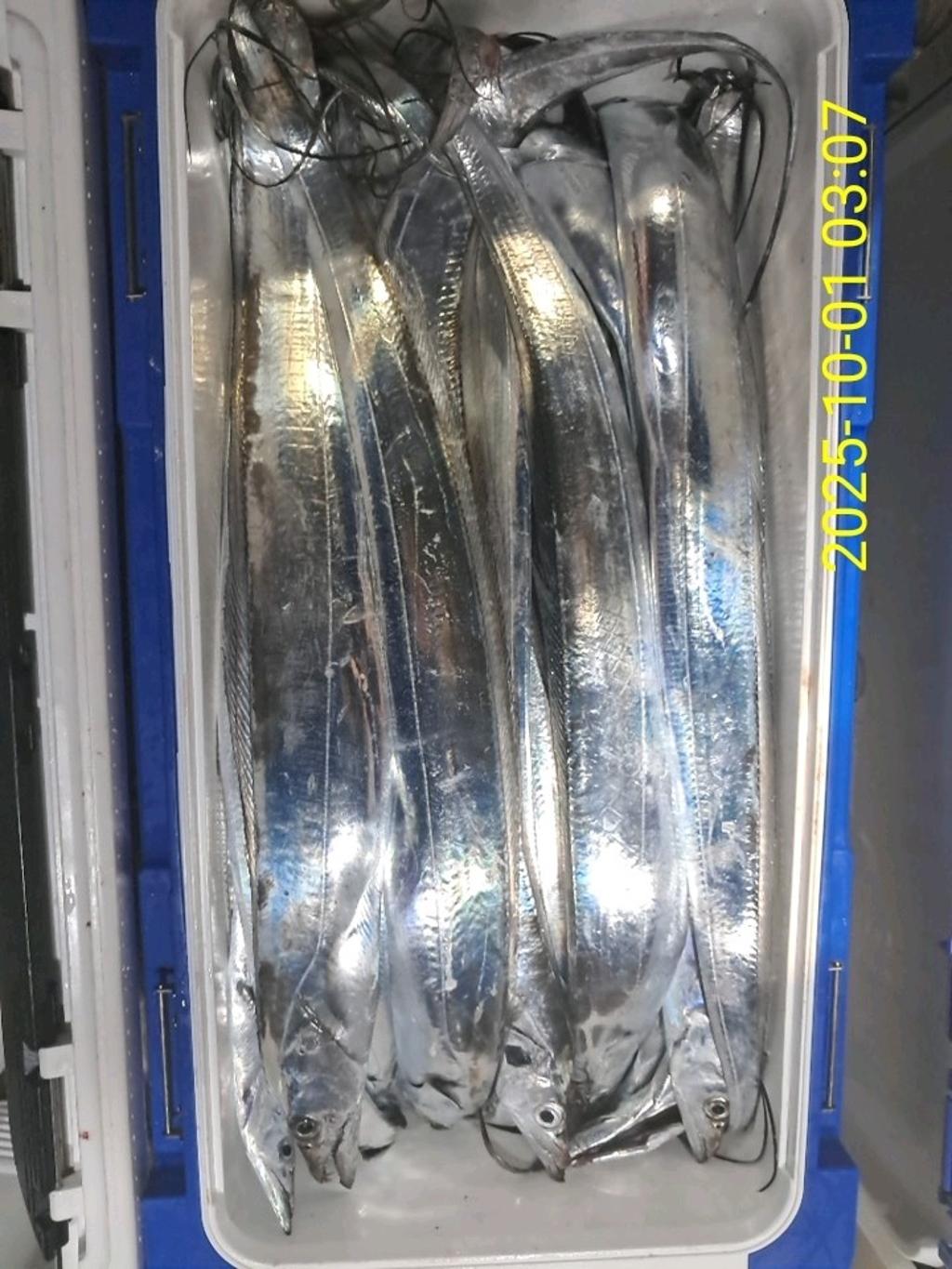 갈치, 삼포대교낚시, 낚시뚜