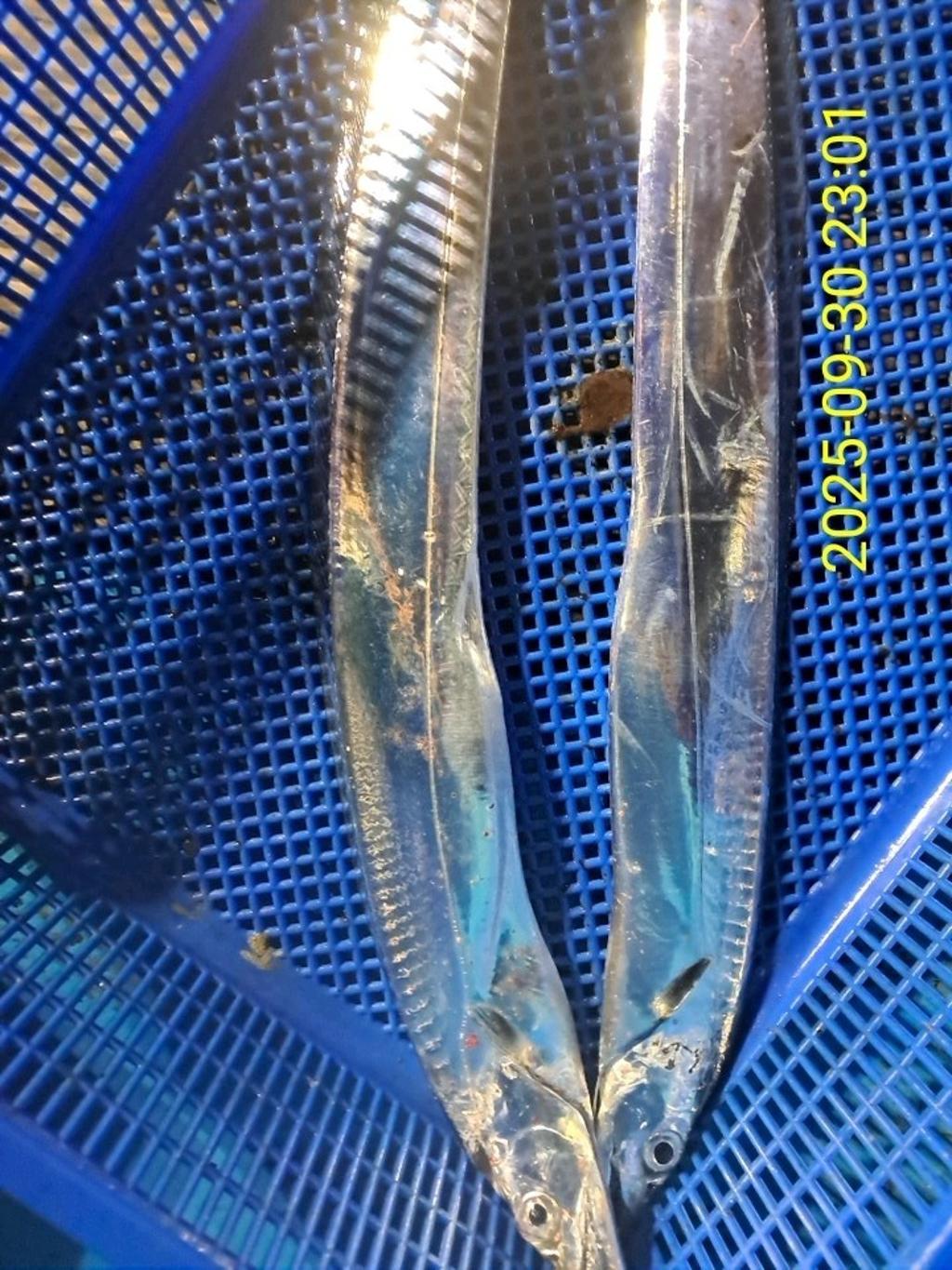 갈치, 삼포대교낚시, 낚시뚜
