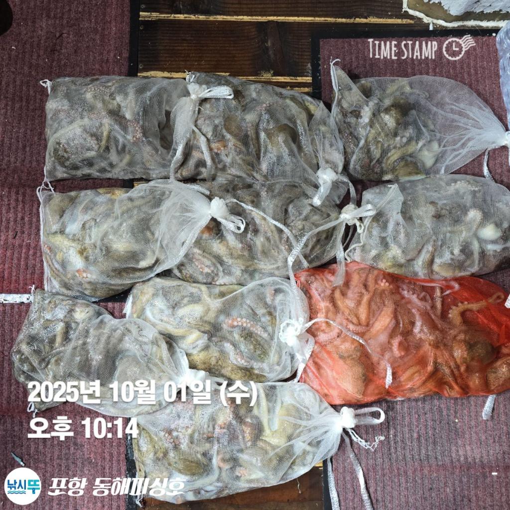 낚시뚜,돌문어,포항(운하관),포항 동해피싱호,낚시뚜11
