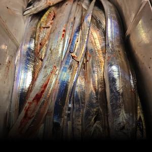 조황, 갈치 텐빈 오늘 대치잡으러 무조건 출항합니다 자리여유 예약가능