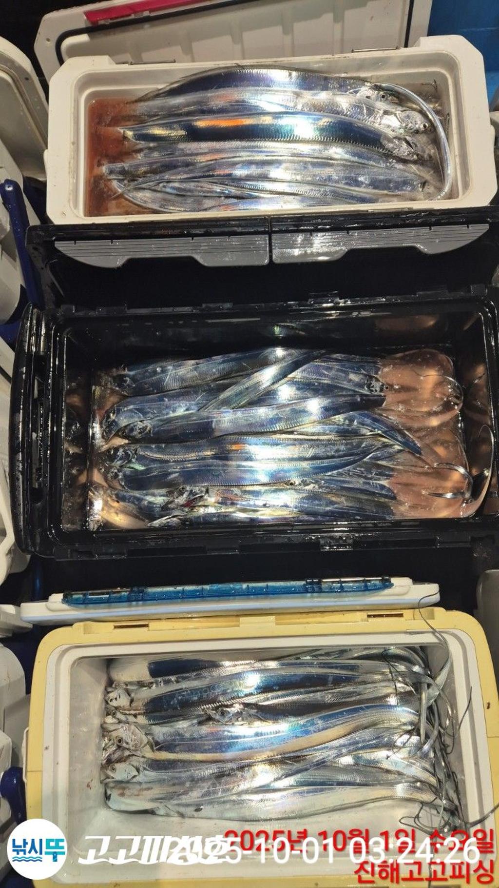 낚시뚜,,속천항(진해),고고피싱호,낚시뚜15