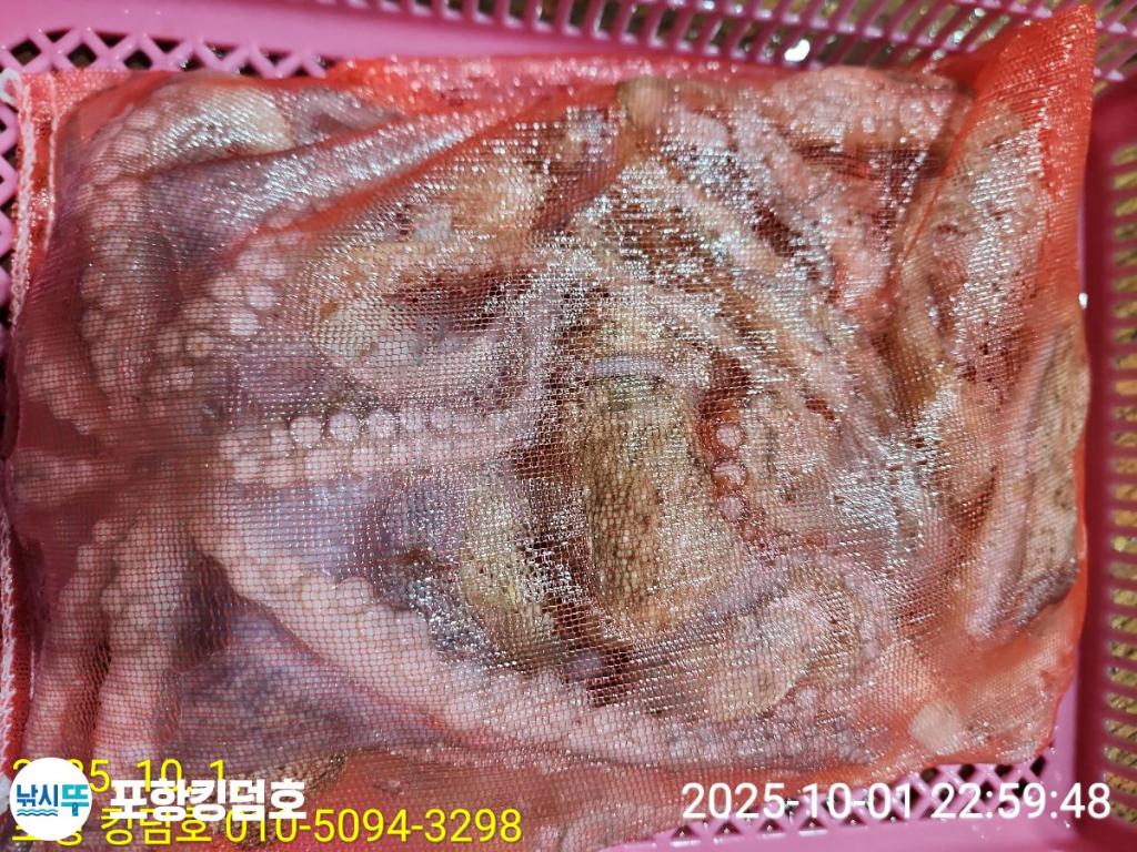 낚시뚜,돌문어,영일만항,포항 킹덤호,낚시뚜38