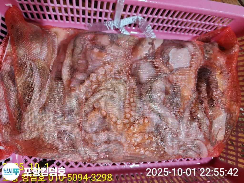 낚시뚜,돌문어,영일만항,포항 킹덤호,낚시뚜35