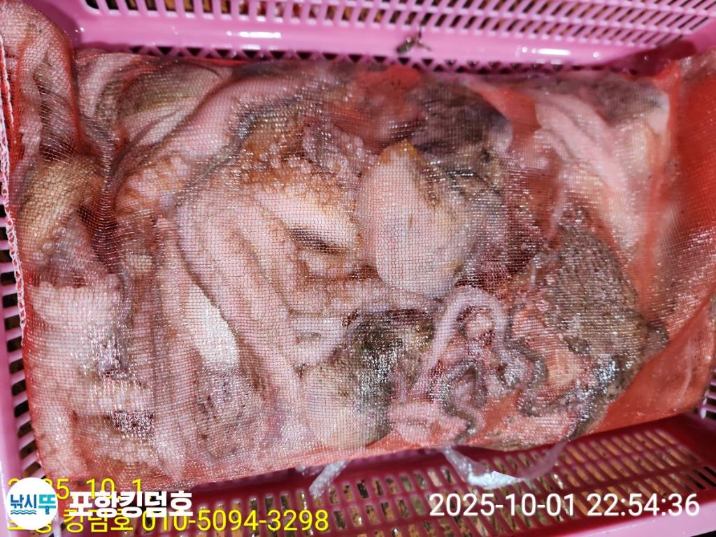 낚시뚜,돌문어,영일만항,포항 킹덤호,낚시뚜34