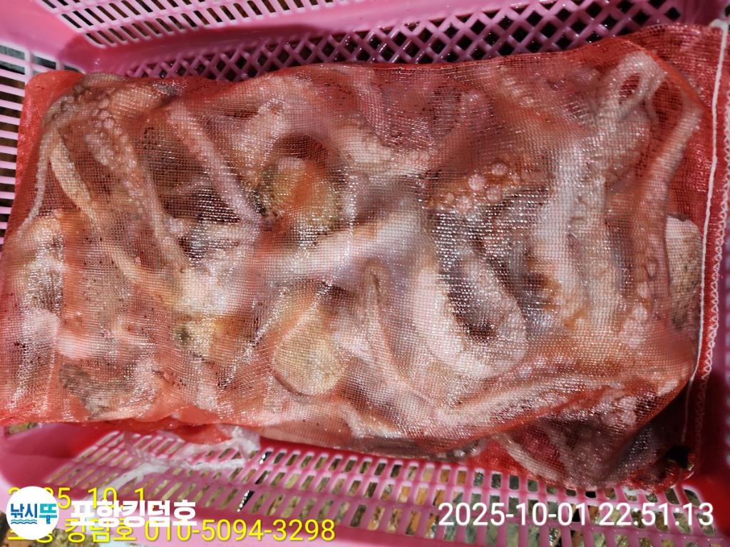낚시뚜,돌문어,영일만항,포항 킹덤호,낚시뚜32