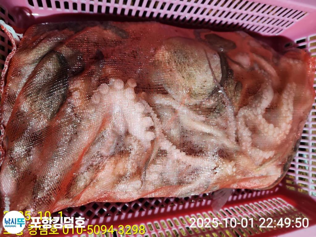 낚시뚜,돌문어,영일만항,포항 킹덤호,낚시뚜31