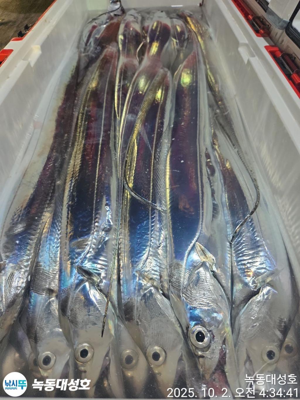 낚시뚜,갈치,녹동항,녹동대성호,낚시뚜64