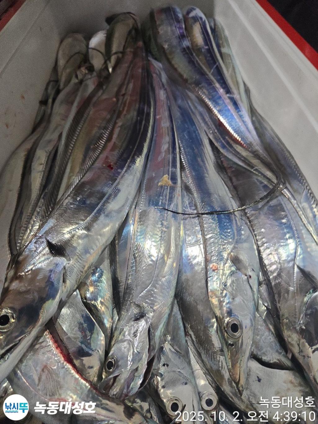 낚시뚜,갈치,녹동항,녹동대성호,낚시뚜61
