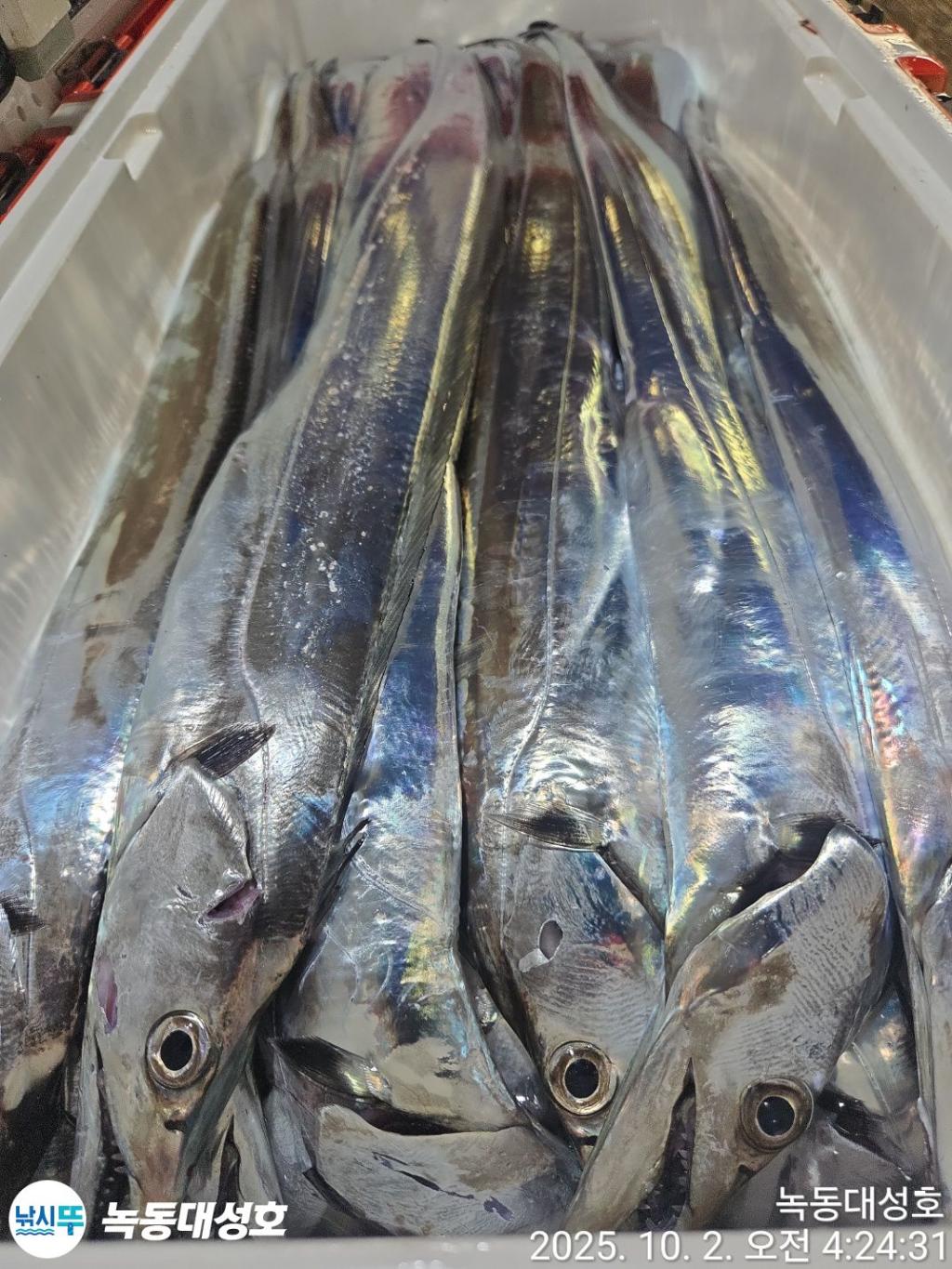 낚시뚜,갈치,녹동항,녹동대성호,낚시뚜58