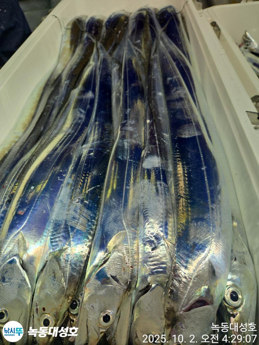 낚시뚜,갈치,녹동항,녹동대성호,낚시뚜56