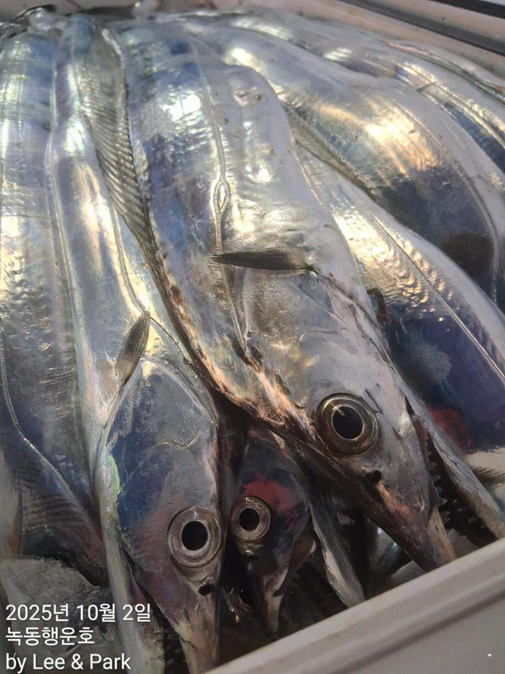낚시뚜,갈치,녹동항,녹동대성호,낚시뚜50