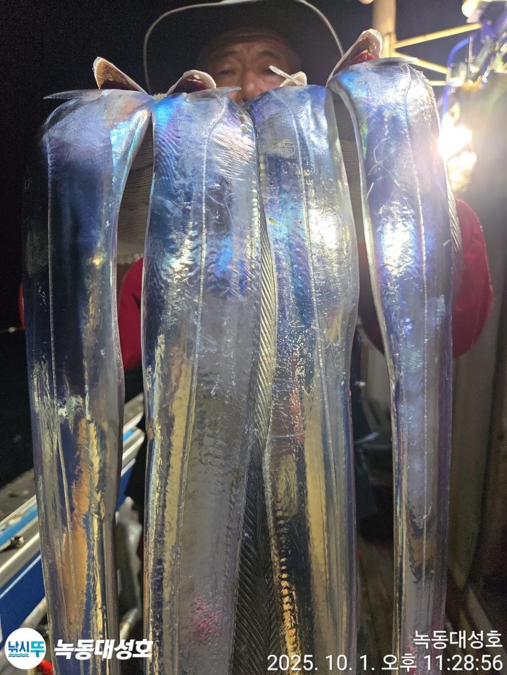 낚시뚜,갈치,녹동항,녹동대성호,낚시뚜24