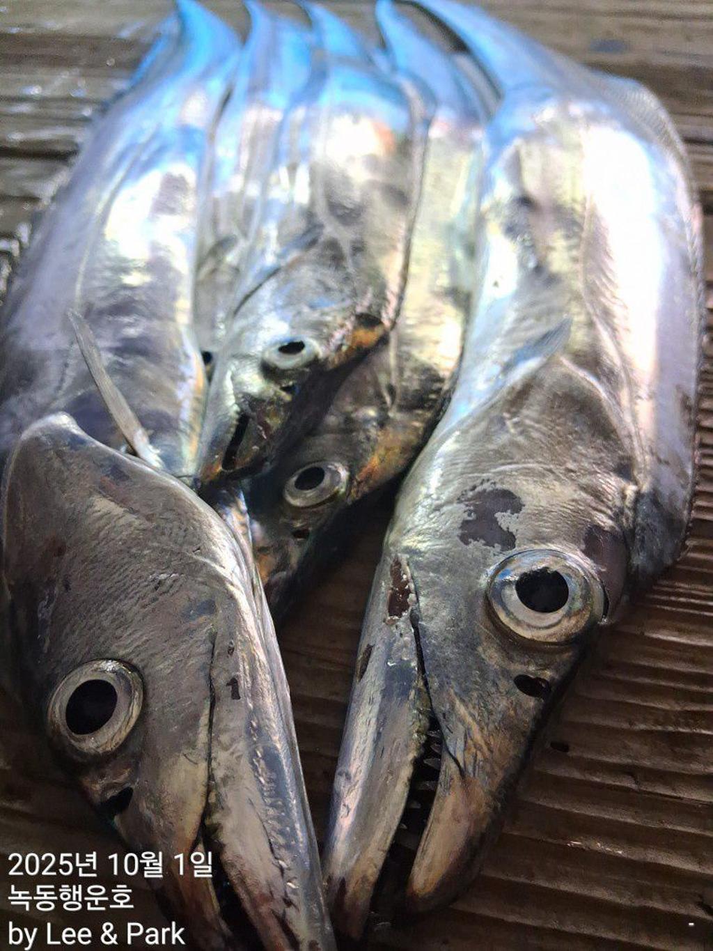낚시뚜,갈치,녹동항,녹동대성호,낚시뚜10