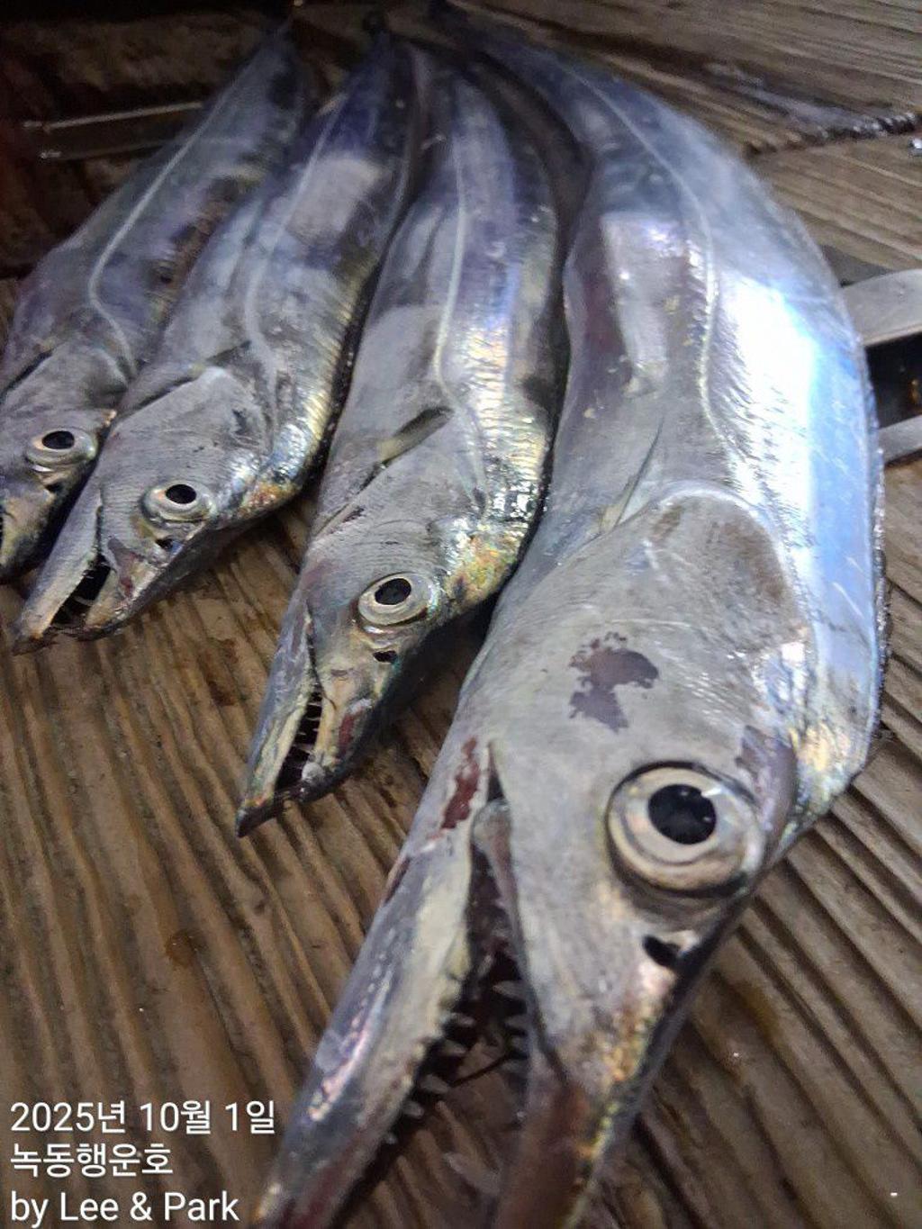 낚시뚜,갈치,녹동항,녹동대성호,낚시뚜9