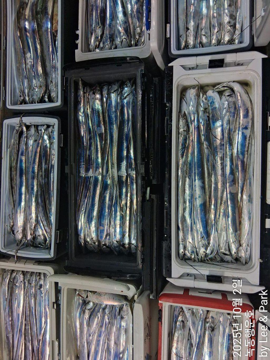 낚시뚜,갈치,녹동항,녹동대성호,낚시뚜7