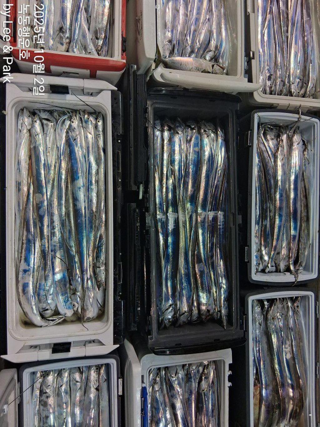 낚시뚜,갈치,녹동항,녹동대성호,낚시뚜4