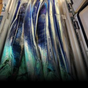 조황, 녹동금강호 16석 대갈치4지급얼음녹여만쿨조항추석연휴쭉예약중010~4058~2266 