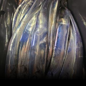 조황, 갈치 텐빈!! 대치들의 습격!! 오늘 무조건 출항! 자리 여유 예약가능