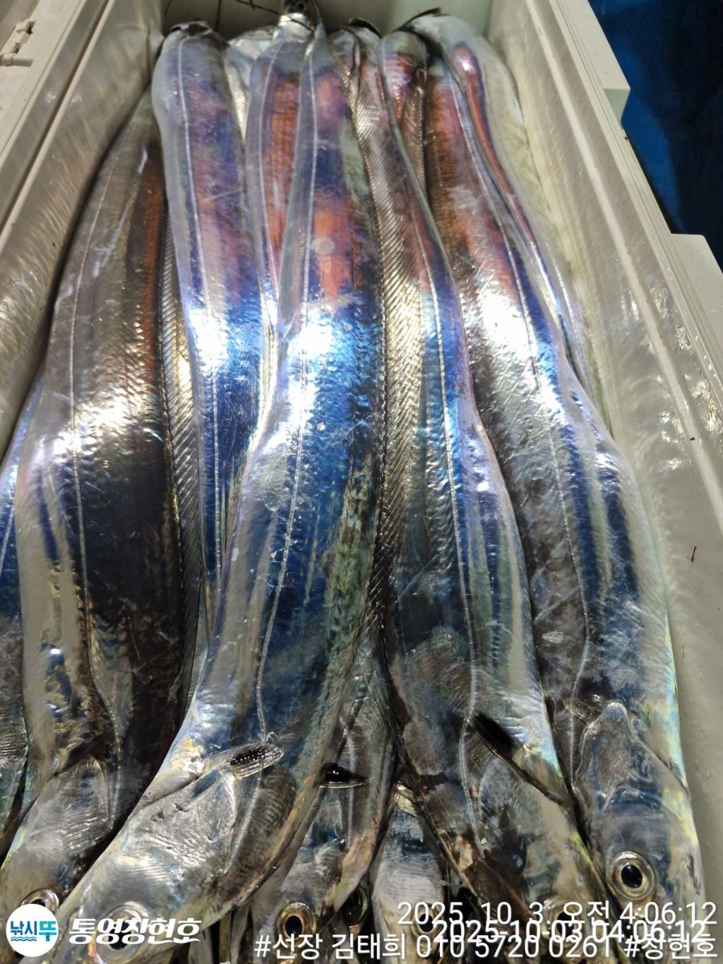 낚시뚜,갈치,통영연명항,통영창현호,낚시뚜6