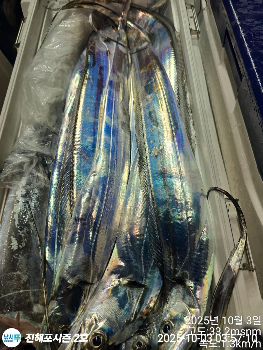 낚시뚜,갈치,진해행암항,진해포시즌 2호,낚시뚜8