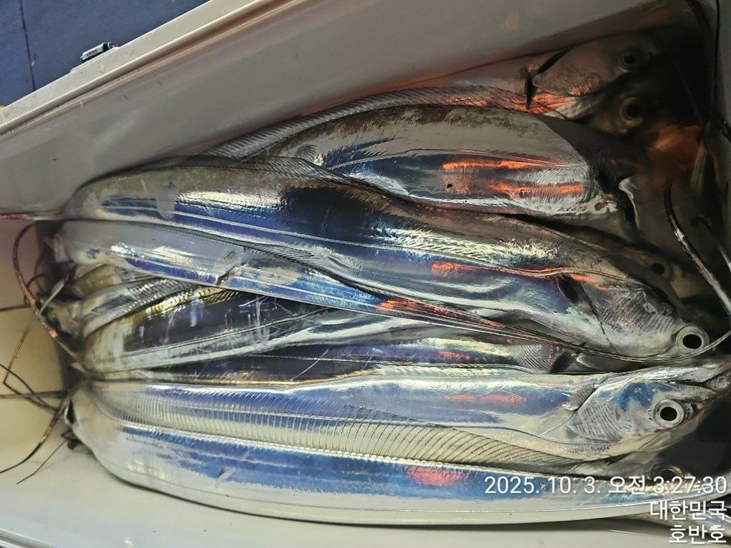 낚시뚜,갈치,통영 신전항,통영호반호,낚시뚜53