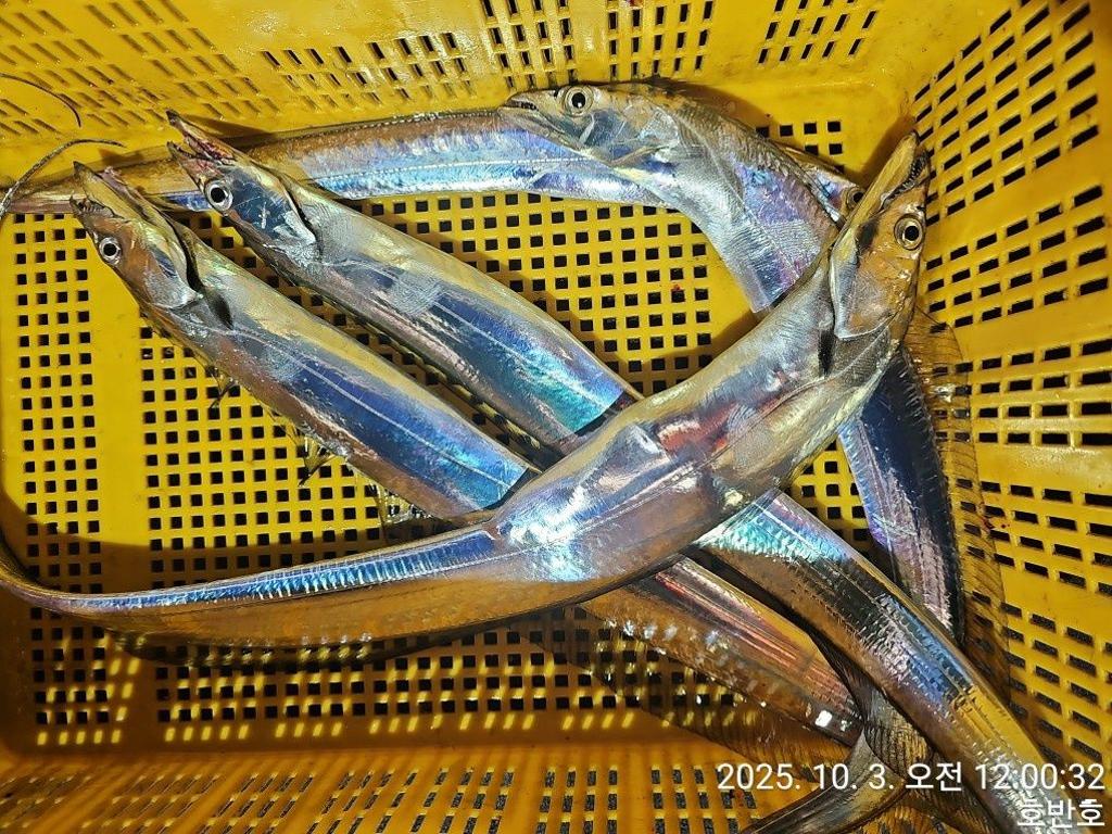 낚시뚜,갈치,통영 신전항,통영호반호,낚시뚜49