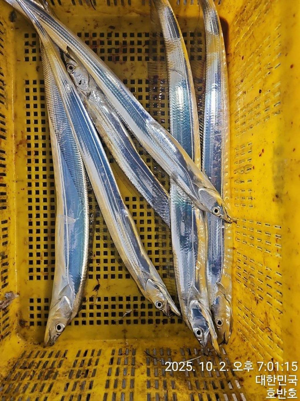 낚시뚜,갈치,통영 신전항,통영호반호,낚시뚜46