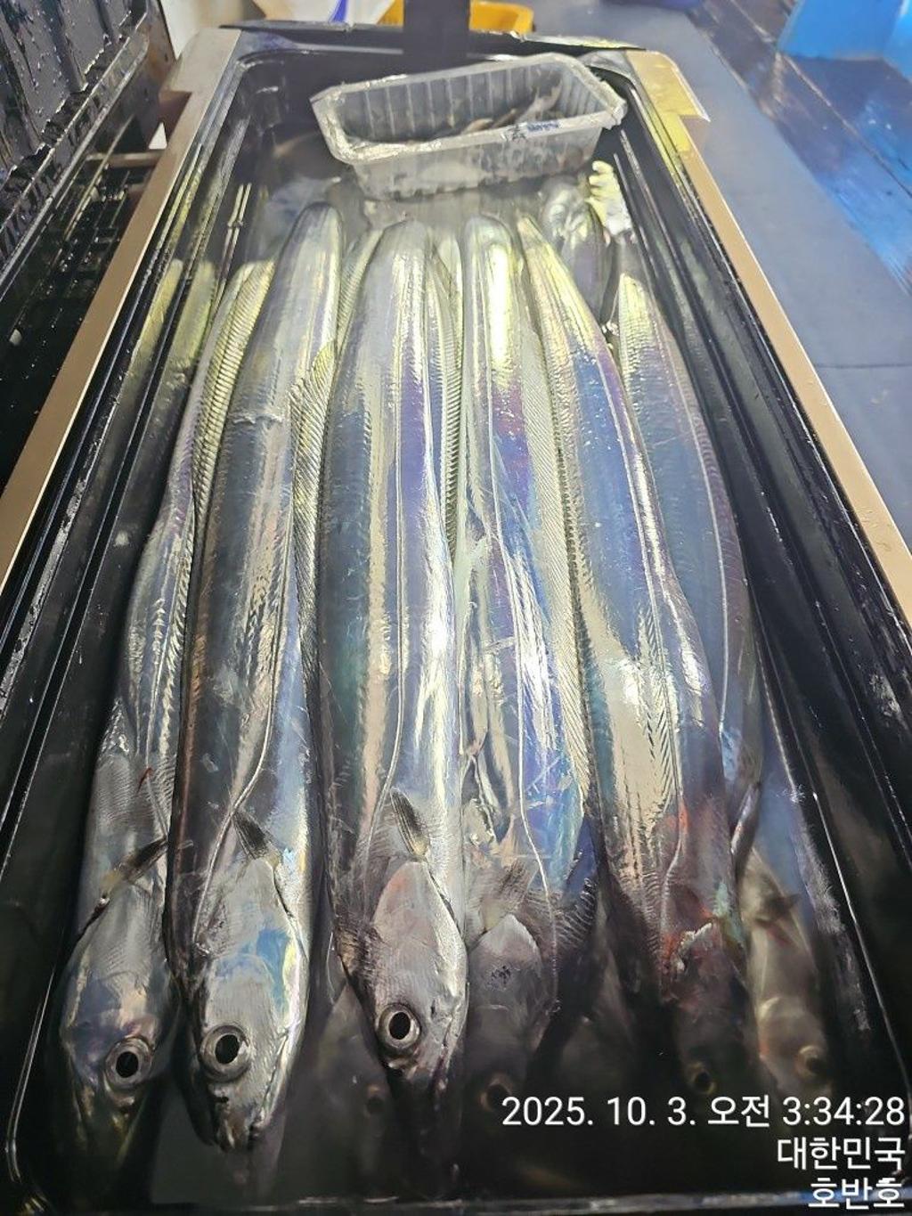 낚시뚜,갈치,통영 신전항,통영호반호,낚시뚜43
