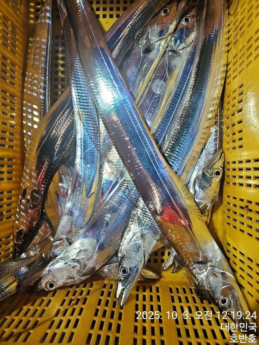 낚시뚜,갈치,통영 신전항,통영호반호,낚시뚜42