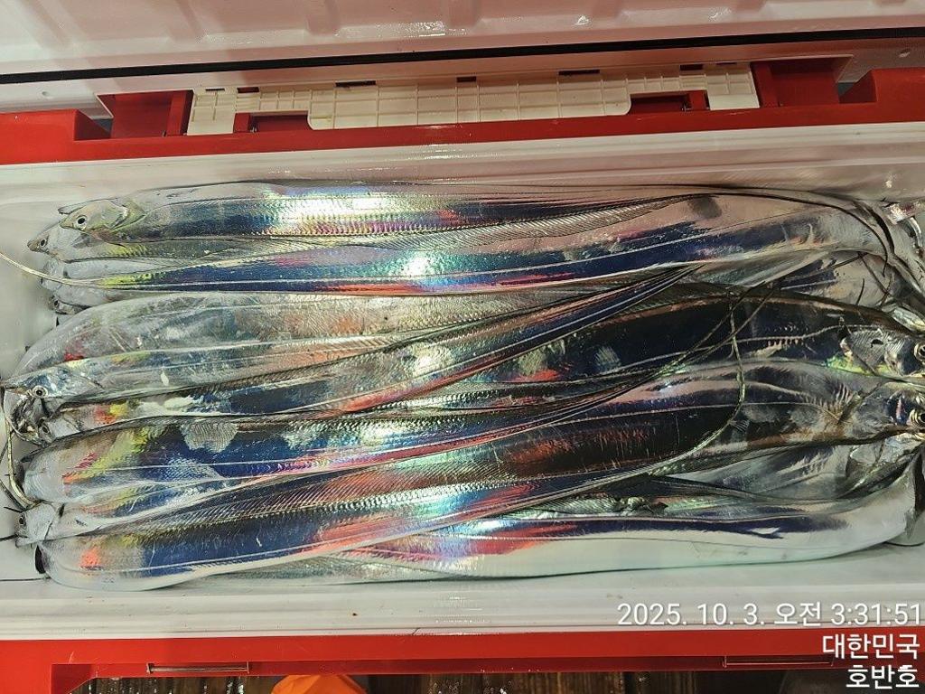 낚시뚜,갈치,통영 신전항,통영호반호,낚시뚜38