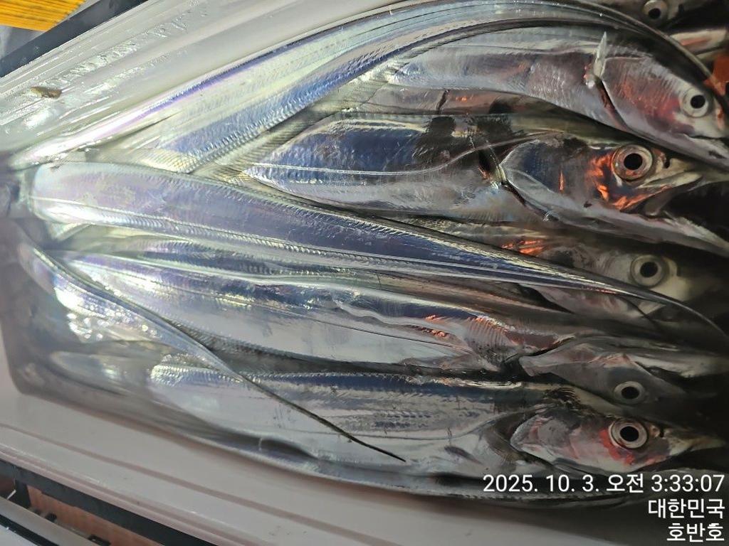 낚시뚜,갈치,통영 신전항,통영호반호,낚시뚜35