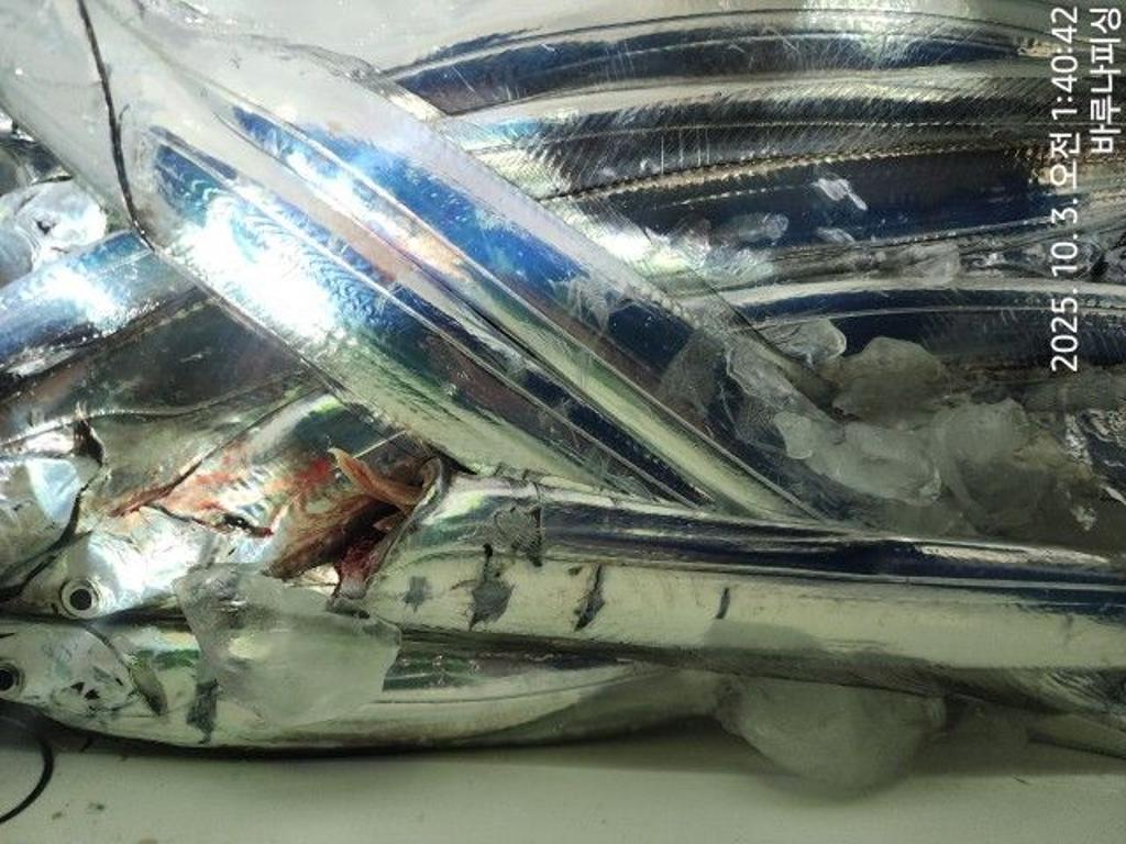 낚시뚜,갈치,속천항(진해),바루나피싱,낚시뚜11