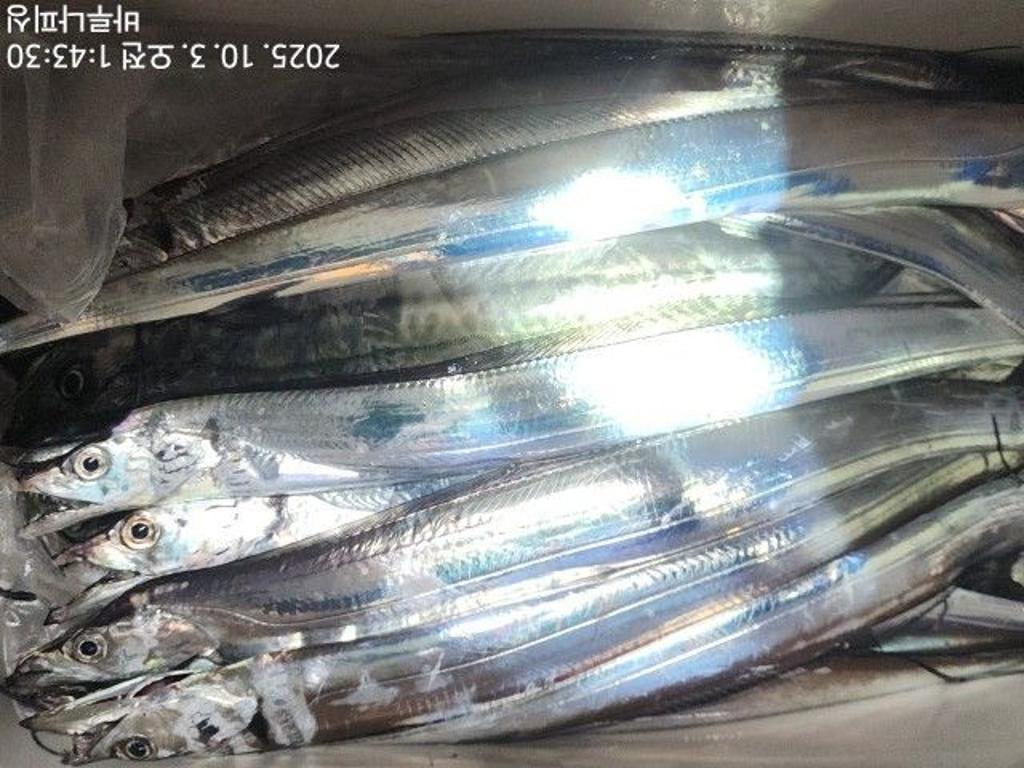 낚시뚜,갈치,속천항(진해),바루나피싱,낚시뚜5