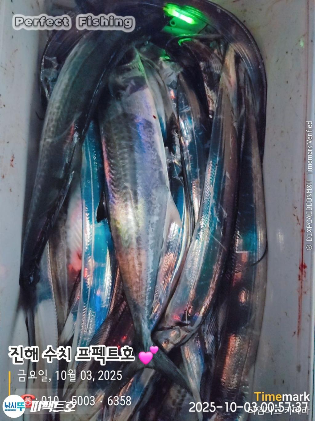 낚시뚜,갈치,진해 수치마을 방파제,퍼펙트호,낚시뚜0