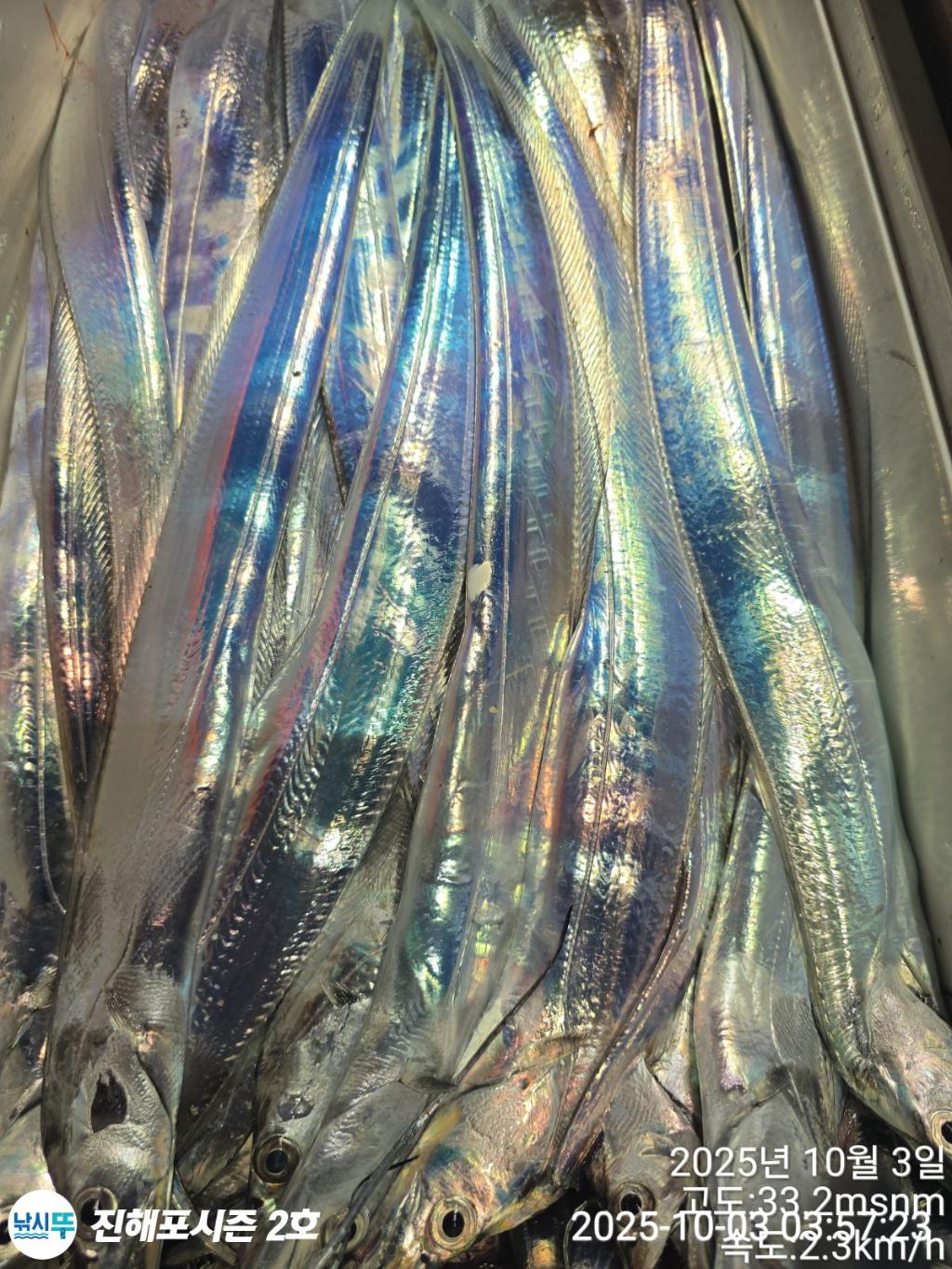 낚시뚜,갈치,진해행암항,진해포시즌 2호,낚시뚜10