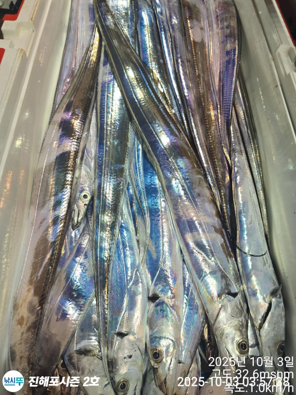 낚시뚜,갈치,진해행암항,진해포시즌 2호,낚시뚜9