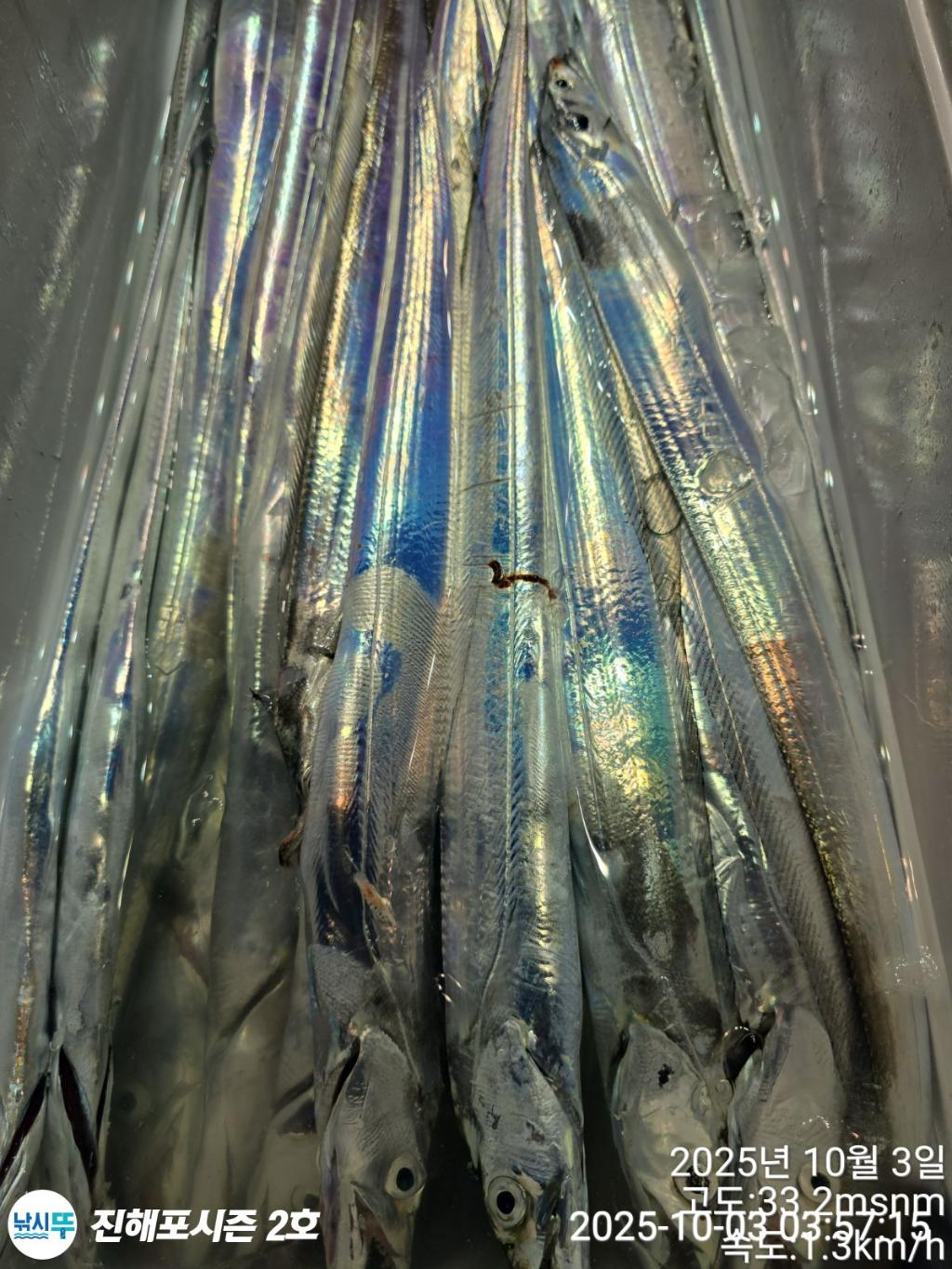 낚시뚜,갈치,진해행암항,진해포시즌 2호,낚시뚜7