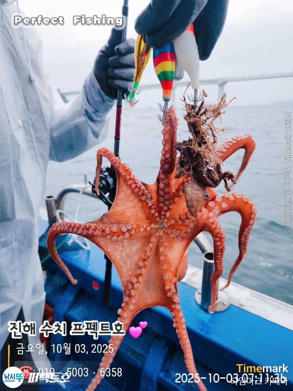 낚시뚜,돌문어,진해 수치마을 방파제,퍼펙트호,낚시뚜17